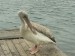 vzácná návštěva-pelikán africký(Pelecanus rufescens) ze Zoo Salzburg  1